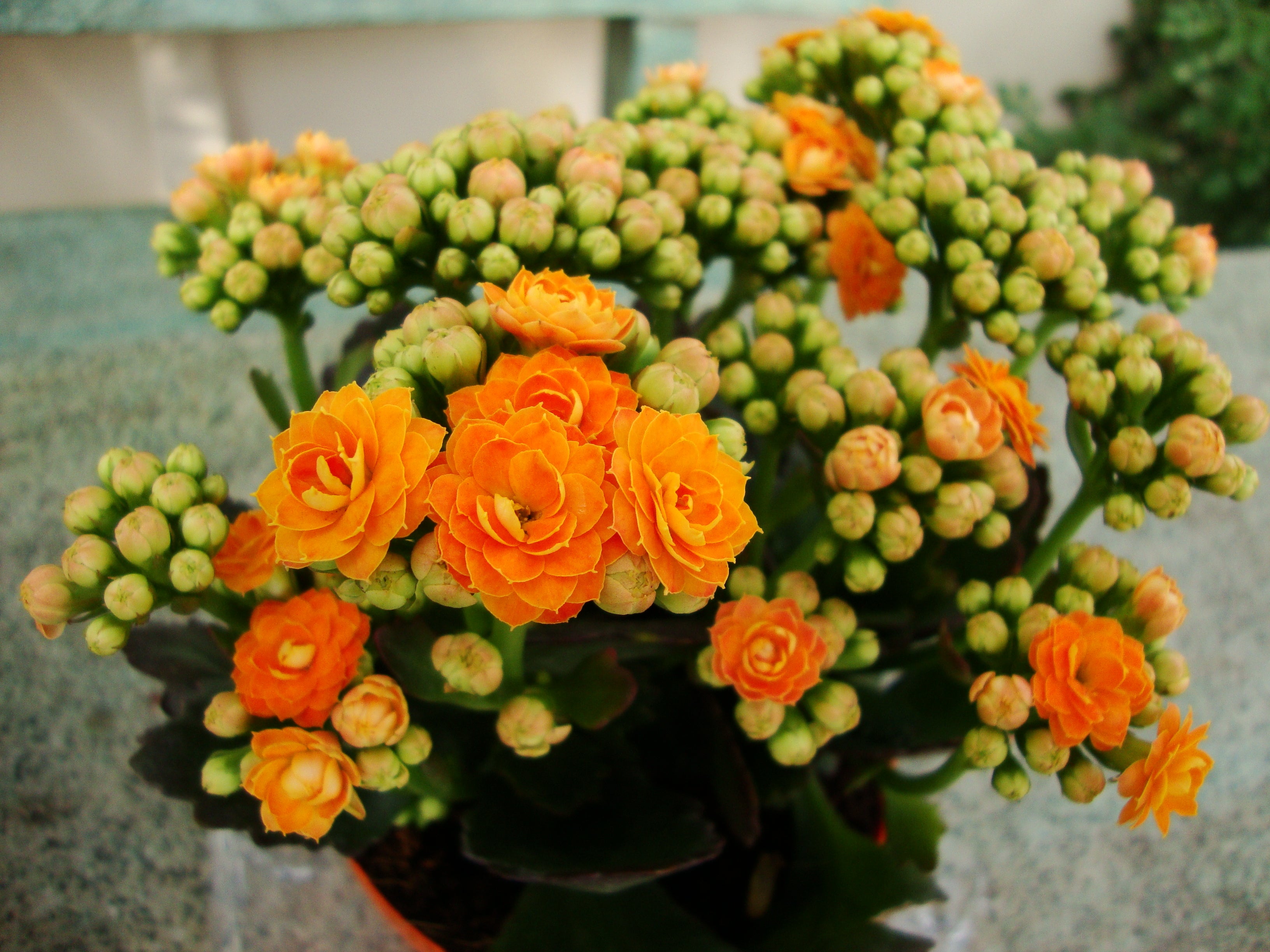 Calandiva - Blooms In Bloom