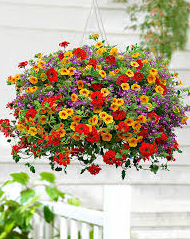 Outdoor Hanging Basket - Blooms In Bloom