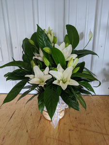 Peace Lily with Fresh Flowers - Blooms In Bloom