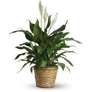 Beautiful Traditional Peace Lily - Blooms In Bloom