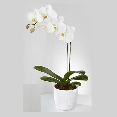 Beautiful Orchid - Blooms In Bloom